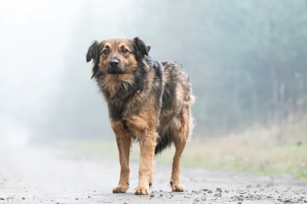 Pies do adopcji, Nowodwór, 13 stycznia 2026 (2/5)