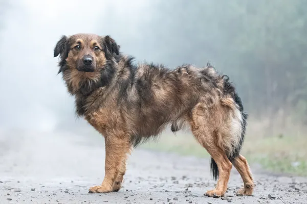 Pies do adopcji, Nowodwór, 13 stycznia 2026 (3/5)