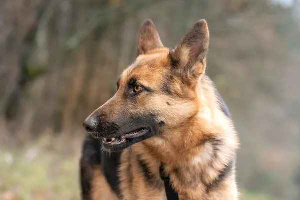 Pies do adopcji, Nowodwór, 13 stycznia 2026 (1/5)