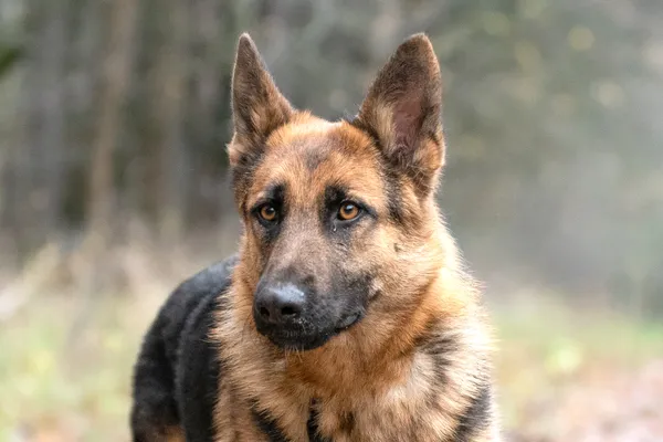 Pies do adopcji, Nowodwór, 13 stycznia 2026 (3/5)