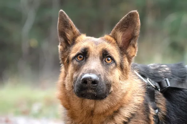 Pies do adopcji, Nowodwór, 13 stycznia 2026 (4/5)