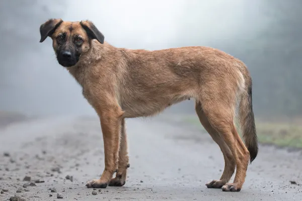 Pies do adopcji, Nowodwór, 13 stycznia 2026 (1/5)