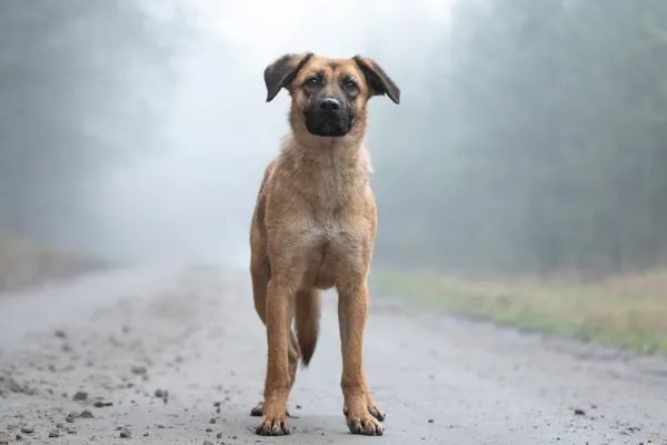 Pies do adopcji, Nowodwór, 13 stycznia 2026 (3/5)