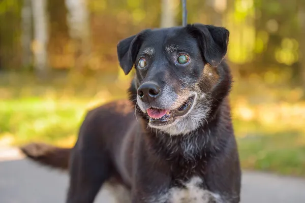 Pies do adopcji, Nowodwór, 13 stycznia 2026 (5/5)