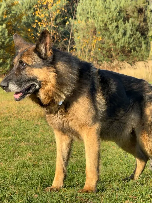 Pies do adopcji, Pieczyska, 13 stycznia 2026 (4/5)