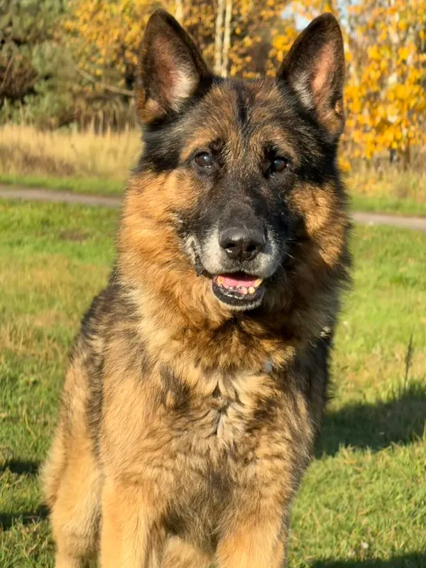 Pies do adopcji, Pieczyska, 13 stycznia 2026 (5/5)