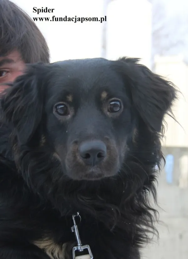 Pies do adopcji, Nowy Dwór Mazowiecki, 14 stycznia 2026 (2/5)