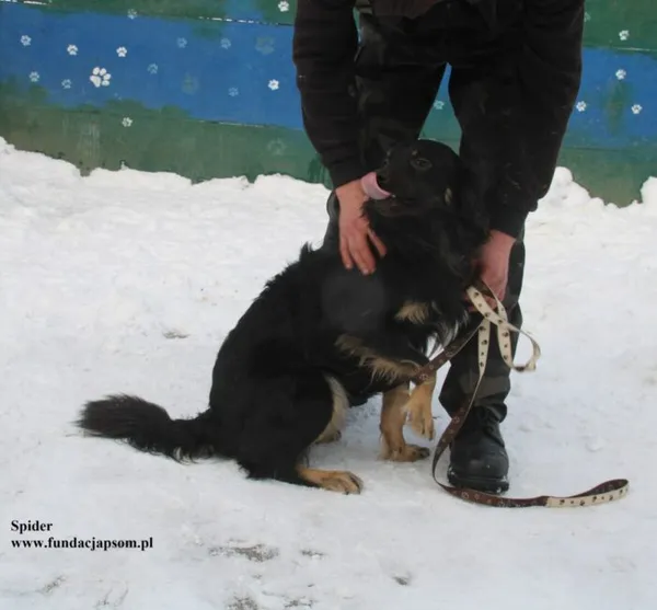 Pies do adopcji, Nowy Dwór Mazowiecki, 14 stycznia 2026 (3/5)