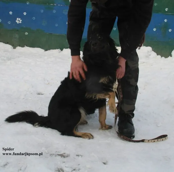Pies do adopcji, Nowy Dwór Mazowiecki, 14 stycznia 2026 (4/5)