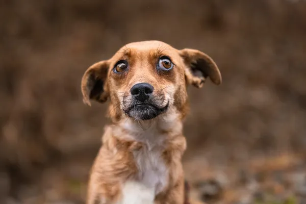 Pies do adopcji, Nowodwór, 13 stycznia 2026 (1/5)