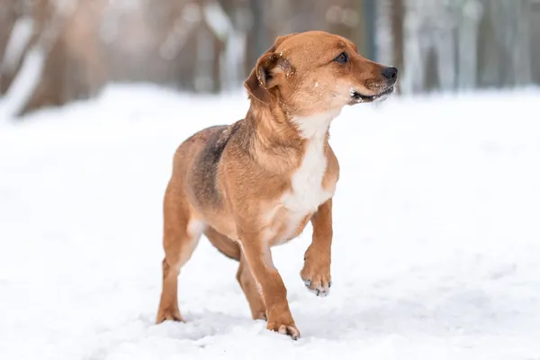 Pies do adopcji, Nowodwór, 13 stycznia 2026 (2/5)