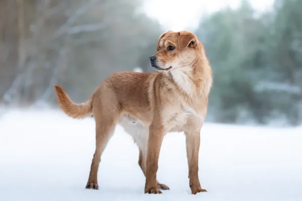 Pies do adopcji, Nowodwór, 13 stycznia 2026 (1/5)