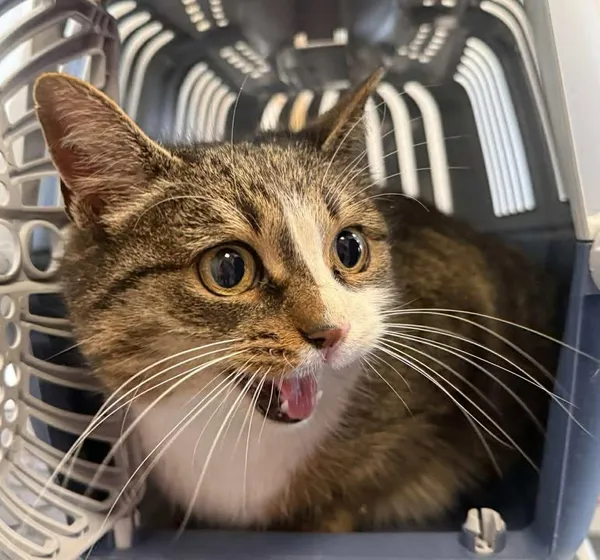 Znaleziono kota, Lublin, 14 stycznia 2026