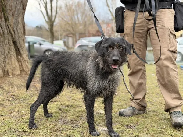 Pies do adopcji, Kraków, 17 października 2025 (2/4)