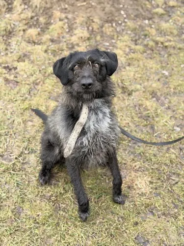 Pies do adopcji, Kraków, 17 października 2025 (4/4)