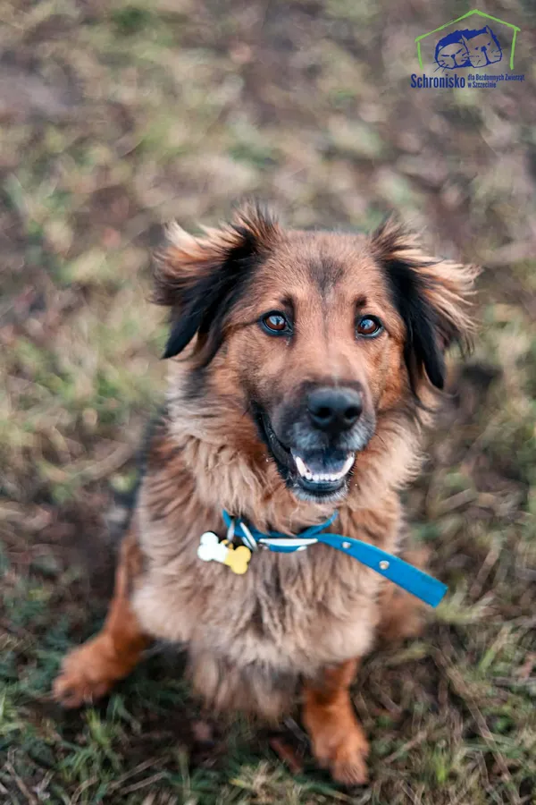 Pies do adopcji, Szczecin, 12 stycznia 2026 (1/5)