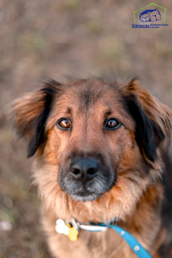 Pies do adopcji, Szczecin, 12 stycznia 2026 (2/5)