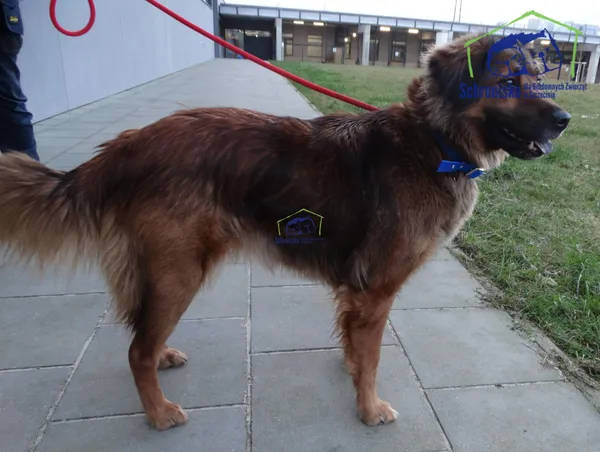Pies do adopcji, Szczecin, 12 stycznia 2026 (3/5)