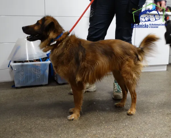 Pies do adopcji, Szczecin, 12 stycznia 2026 (4/5)