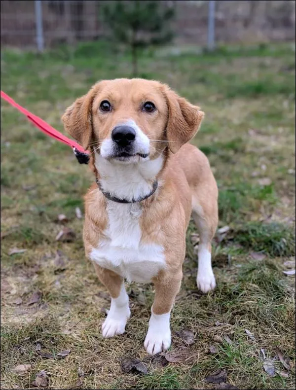 Znaleziono psa, Grudziądz, 14 listopada 2025