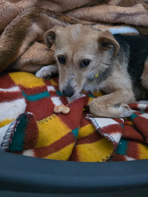 Znaleziono psa, Szczecin, 14 stycznia 2026 (1/3)