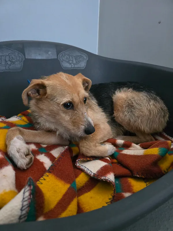 Znaleziono psa, Szczecin, 14 stycznia 2026 (2/3)