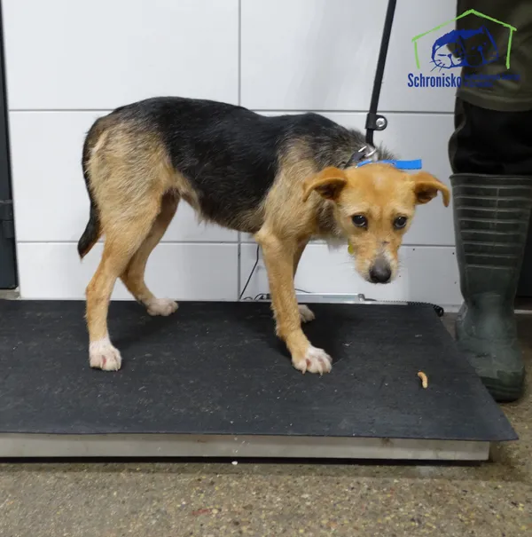 Znaleziono psa, Szczecin, 14 stycznia 2026 (3/3)