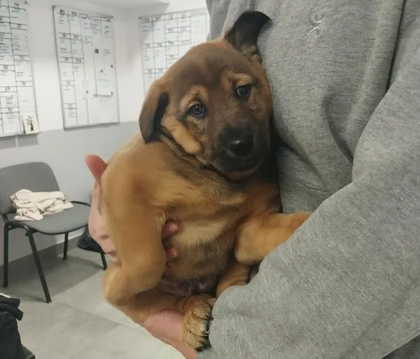 Znaleziono psa, Toruń, 13 stycznia 2026