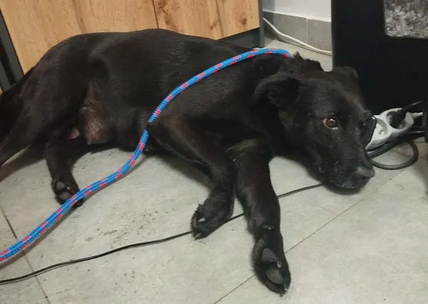 Znaleziono psa, Toruń, 13 stycznia 2026