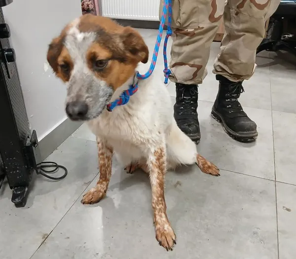 Znaleziono psa, Toruń, 12 stycznia 2026