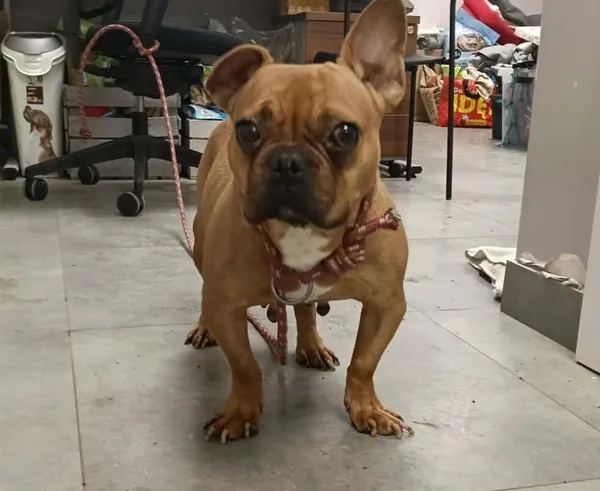 Znaleziono psa, Toruń, 12 stycznia 2026