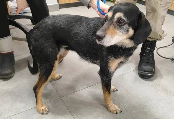 Znaleziono psa, Toruń, 11 stycznia 2026