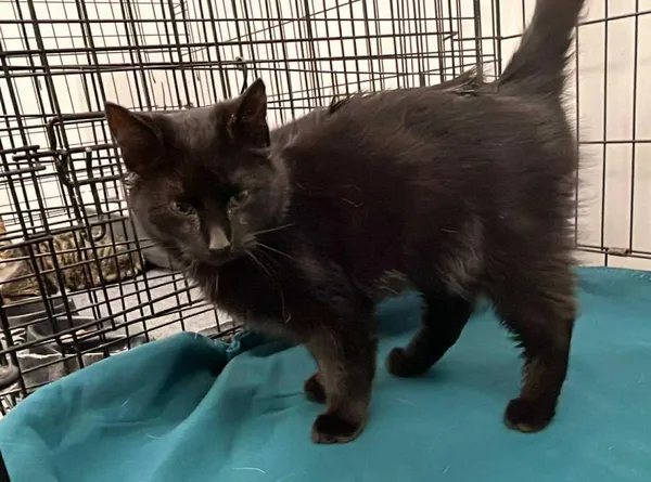 Znaleziono kota, Toruń, 9 stycznia 2026