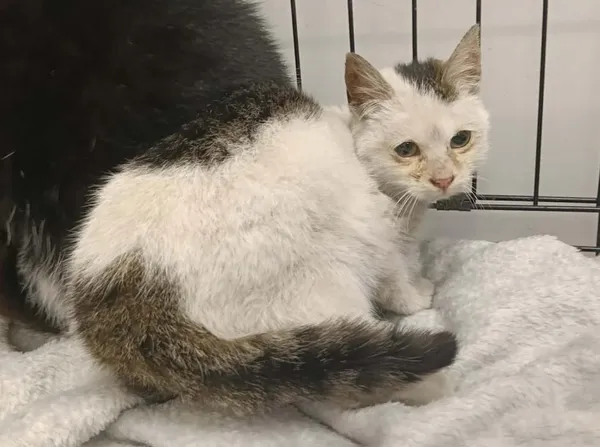 Znaleziono kota, Toruń, 12 stycznia 2026