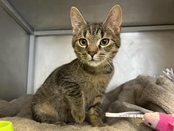 Znaleziono kota, Toruń, 9 stycznia 2025