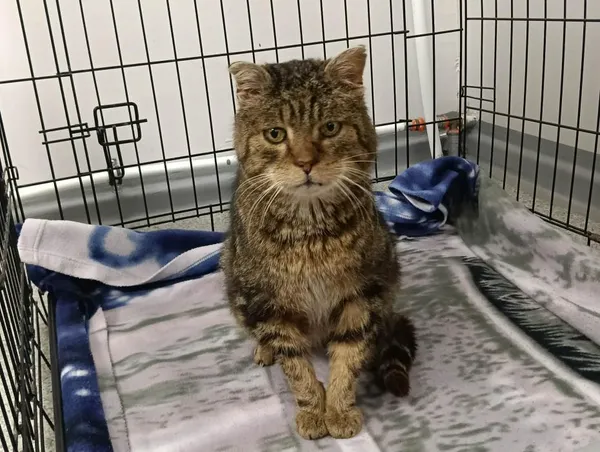 Znaleziono kota, Toruń, 8 stycznia 2026