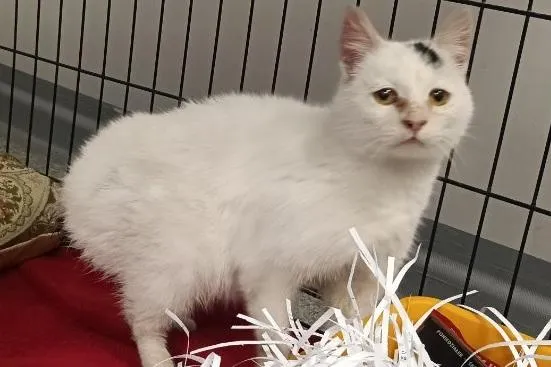 Znaleziono kota, Toruń, 12 stycznia 2026