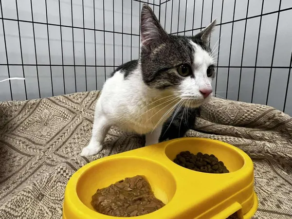 Znaleziono kota, Toruń, 5 stycznia 2026