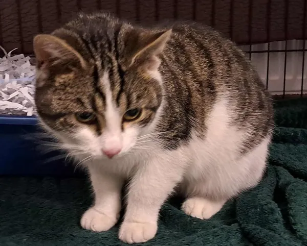 Znaleziono kota, Toruń, 7 stycznia 2026