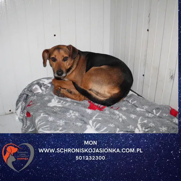 Znaleziono psa, Dębniak, 13 stycznia 2026