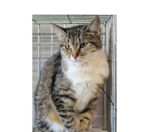 Znaleziono kota, Wrocław, 14 stycznia 2026