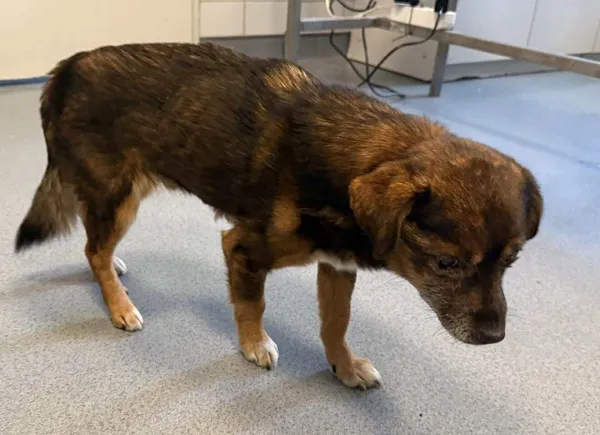 Znaleziono psa, Lublin, 13 stycznia 2026