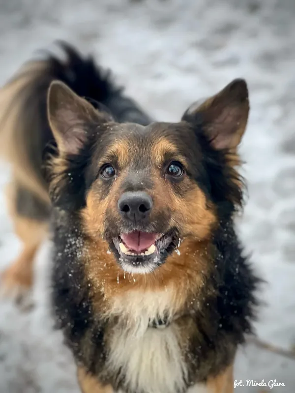 Pies do adopcji, Bydgoszcz, 14 stycznia 2026 (1/5)