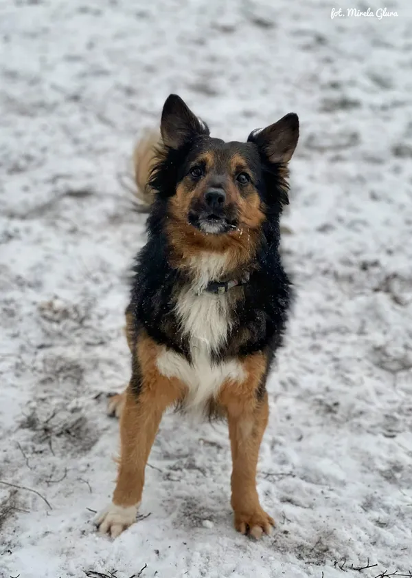 Pies do adopcji, Bydgoszcz, 14 stycznia 2026 (2/5)