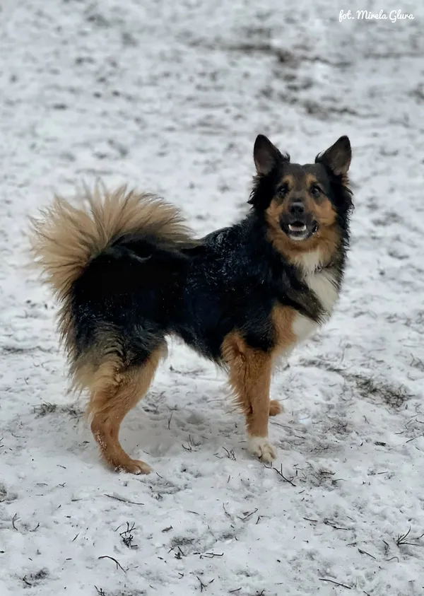 Pies do adopcji, Bydgoszcz, 14 stycznia 2026 (3/5)