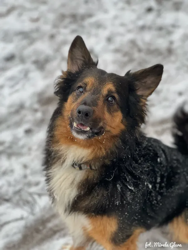 Pies do adopcji, Bydgoszcz, 14 stycznia 2026 (5/5)