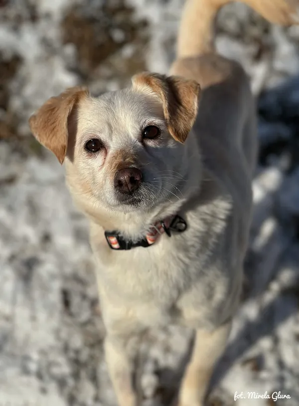 Pies do adopcji, Bydgoszcz, 14 stycznia 2026 (5/5)