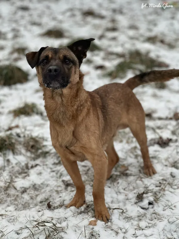 Pies do adopcji, Bydgoszcz, 14 stycznia 2026 (3/5)