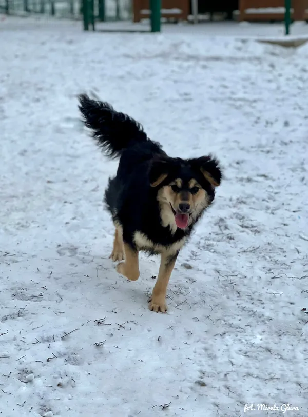 Pies do adopcji, Bydgoszcz, 14 stycznia 2026 (1/5)