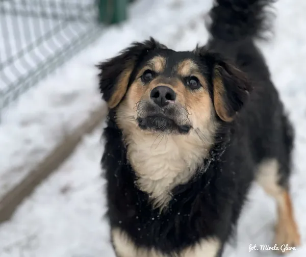 Pies do adopcji, Bydgoszcz, 14 stycznia 2026 (3/5)